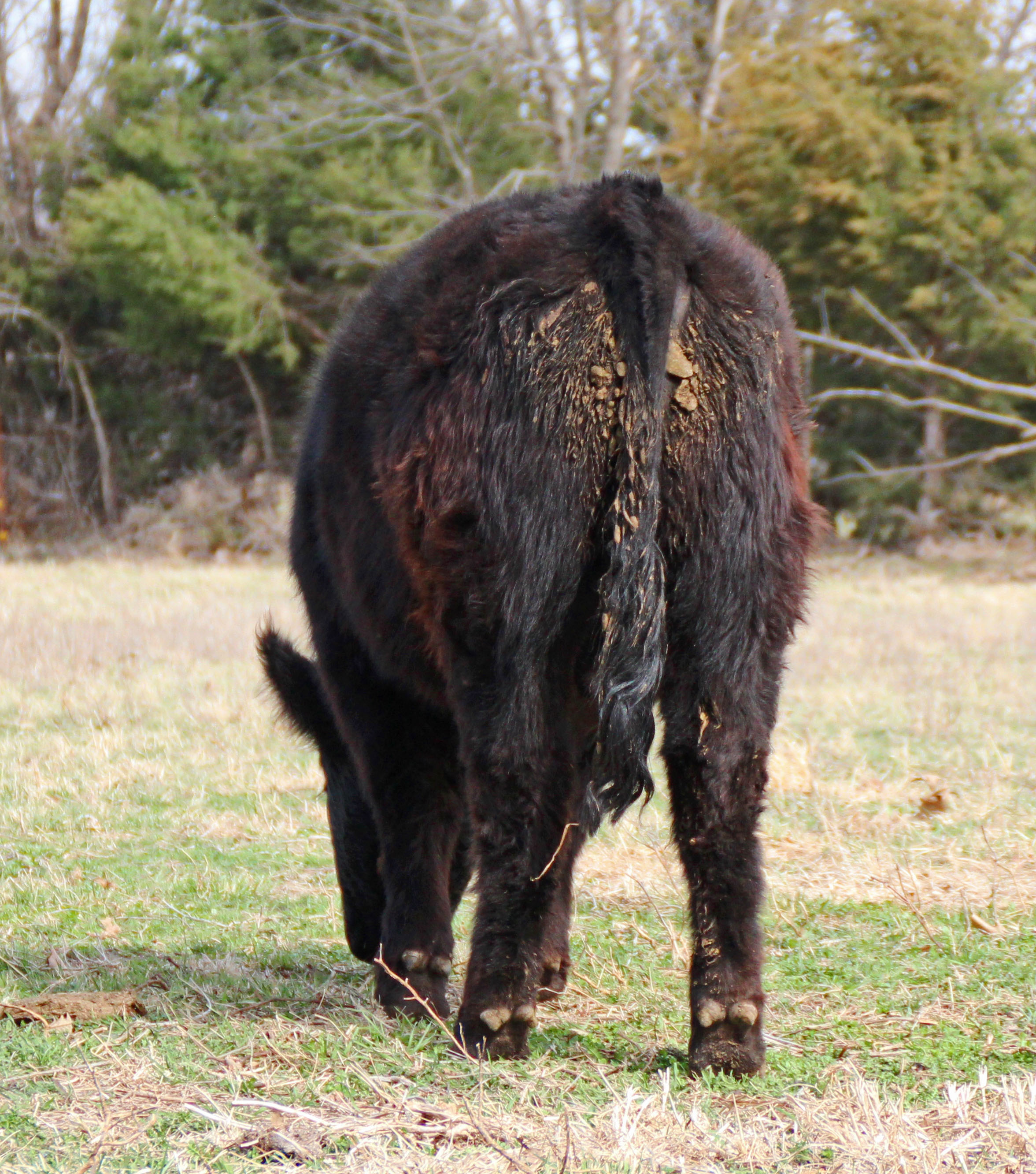 DoubleJ D3 rear.jpg